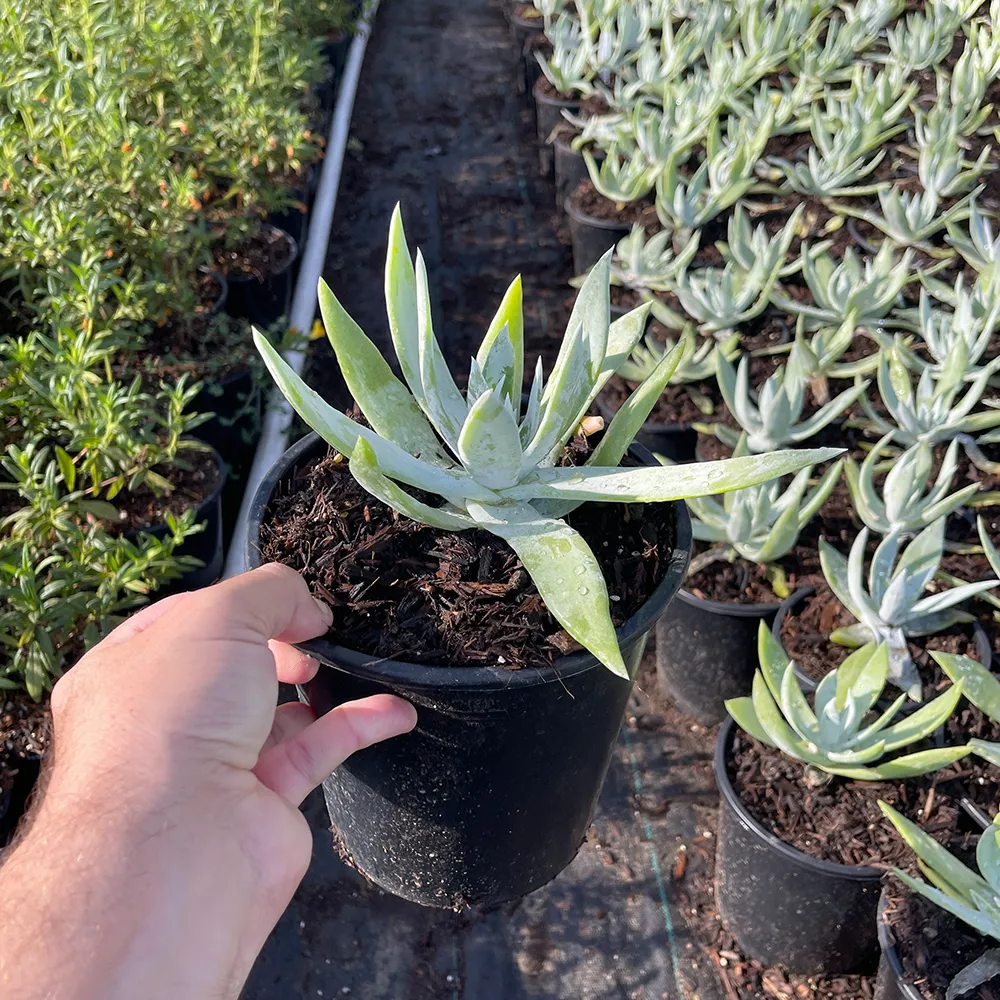 Giant Chalk Dudleya - Dudleya brittonii