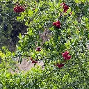 Heteromeles arbutifolia Toyon 1.webp