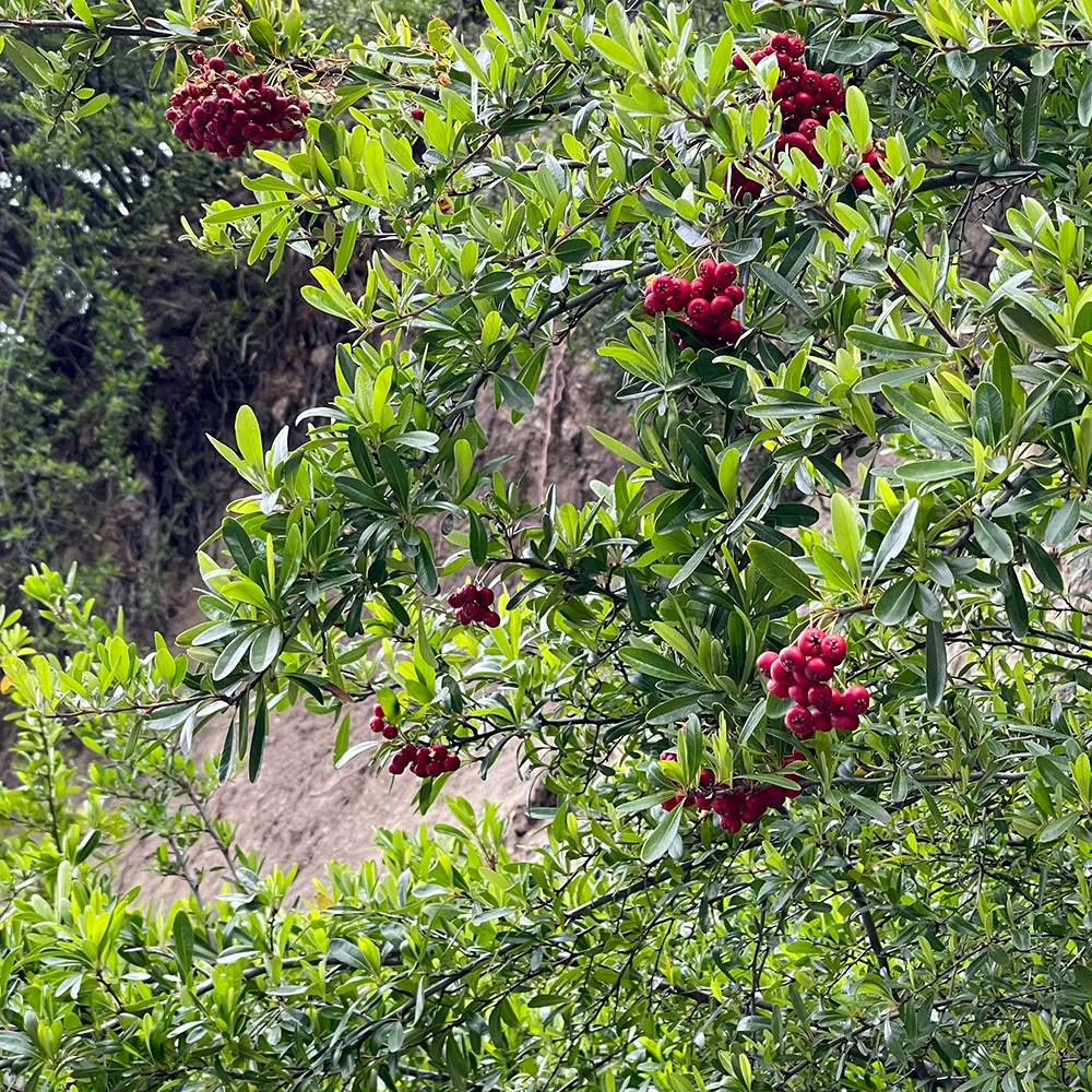 Toyon - Heteromeles arbutifolia
