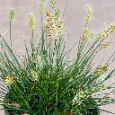 Pennisetum alopecuroides Little Bunny Fountain Grass 2.webp