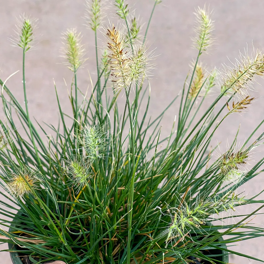 Little Bunny Fountain Grass - Pennisetum alopecuroides 'Little Bunny'