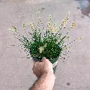 Pennisetum alopecuroides Little Bunny Fountain Grass 1.webp