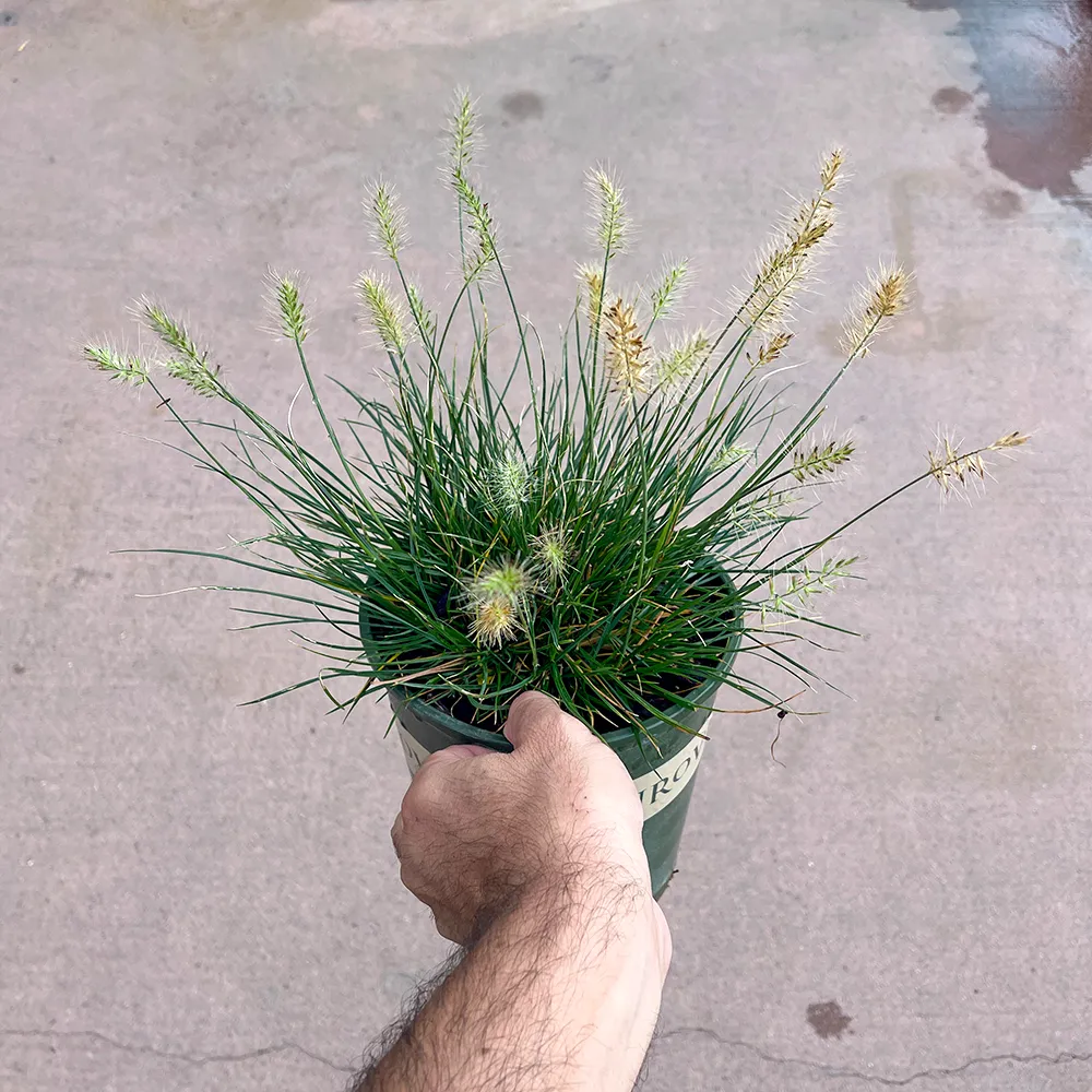 Little Bunny Fountain Grass - Pennisetum alopecuroides 'Little Bunny'