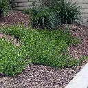 Baccharis Pigeon Point Dwarf Coyote Brush 1.webp