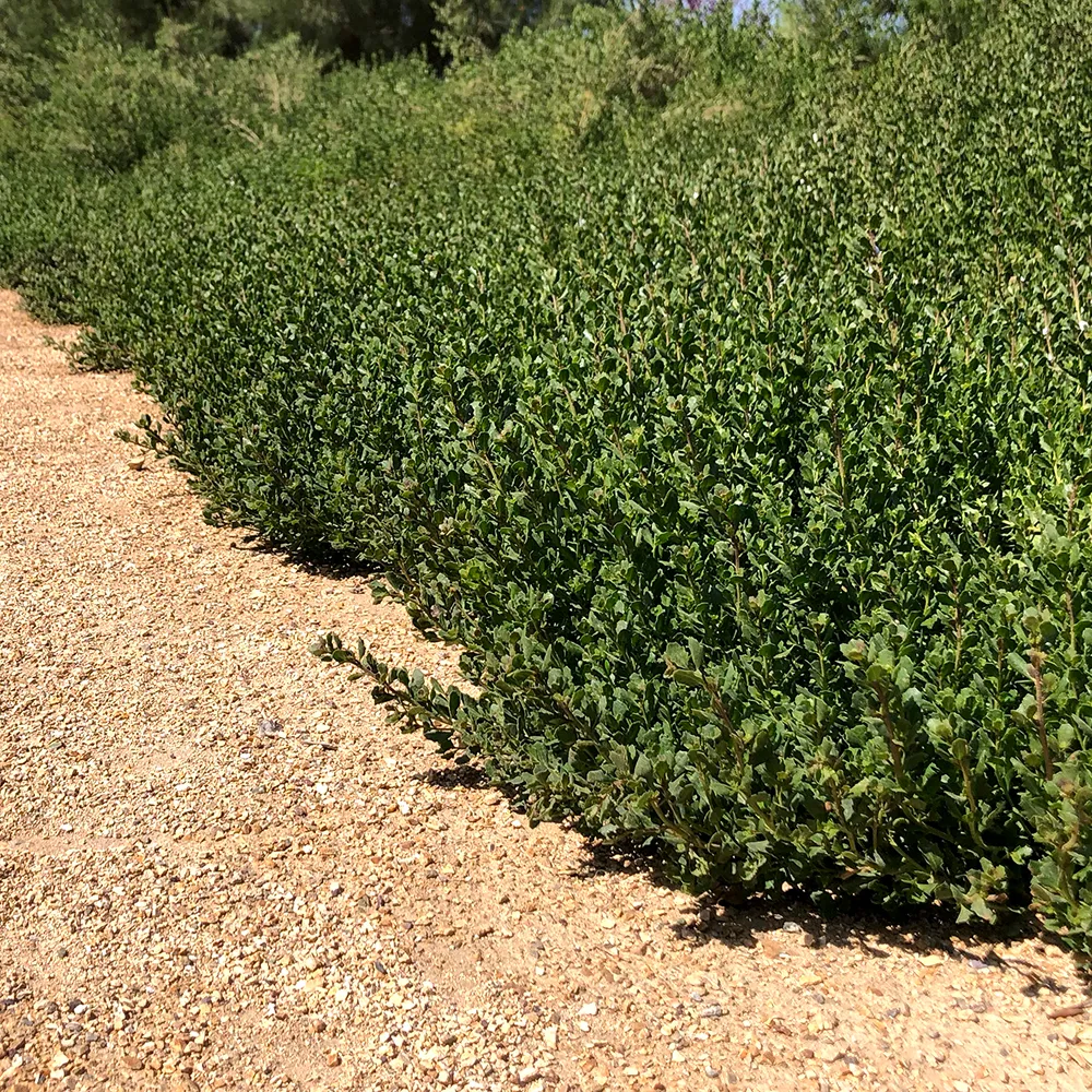 Baccharis pilularis 'Pigeon Point' - Dwarf Coyote Brush
