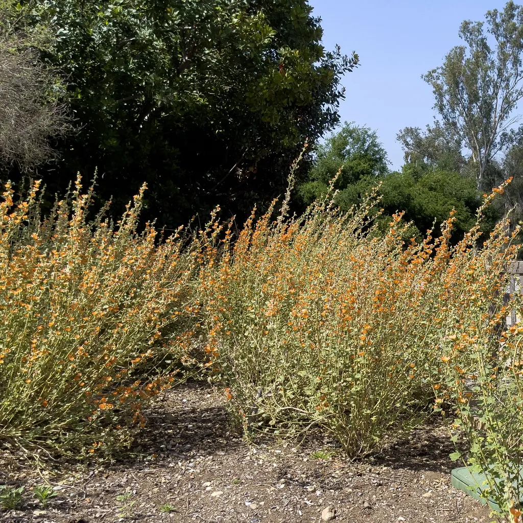 Sphaeralcea ambigua Apricot Mallow 1.webp