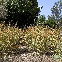 Sphaeralcea ambigua Apricot Mallow 1.webp