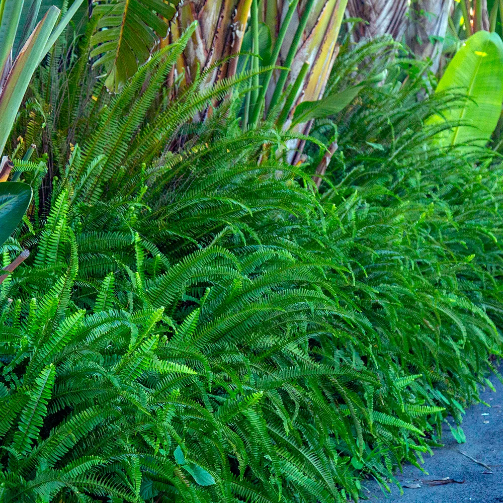 Sword Fern - Nephrolepis cordifolia