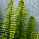 Nephrolepis cordifolia Sword Fern 1.webp