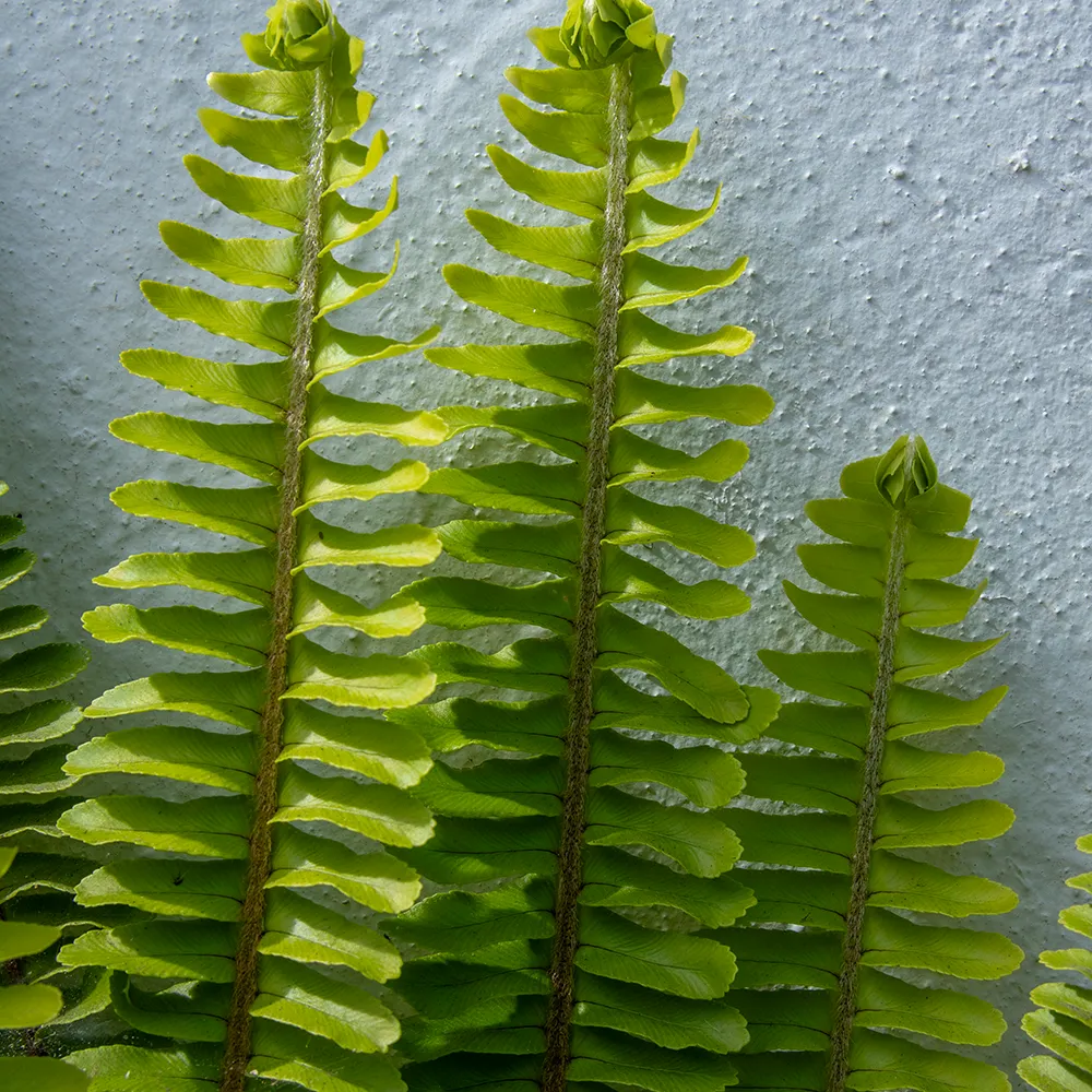Sword Fern - Nephrolepis cordifolia