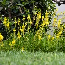 Bulbine frutescens Yellow.webp