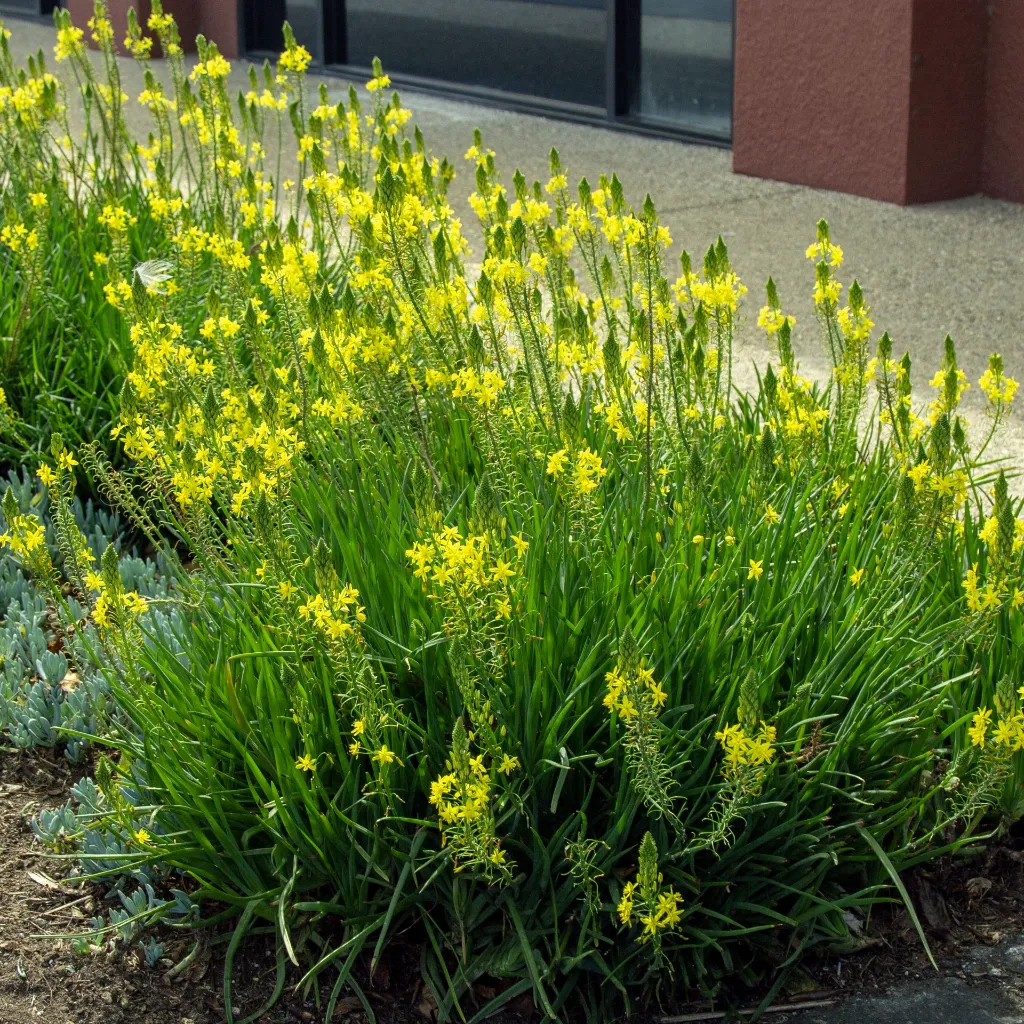 Bulbine frutescens Yellow 2.webp