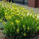Bulbine frutescens Yellow 2.webp