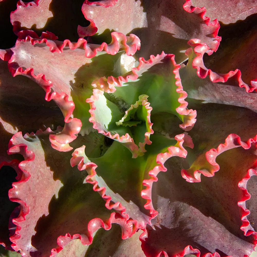 echeveria ruffles red 2.webp