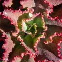 echeveria ruffles red 2.webp