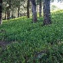Vinca major Greater Periwinkle.webp