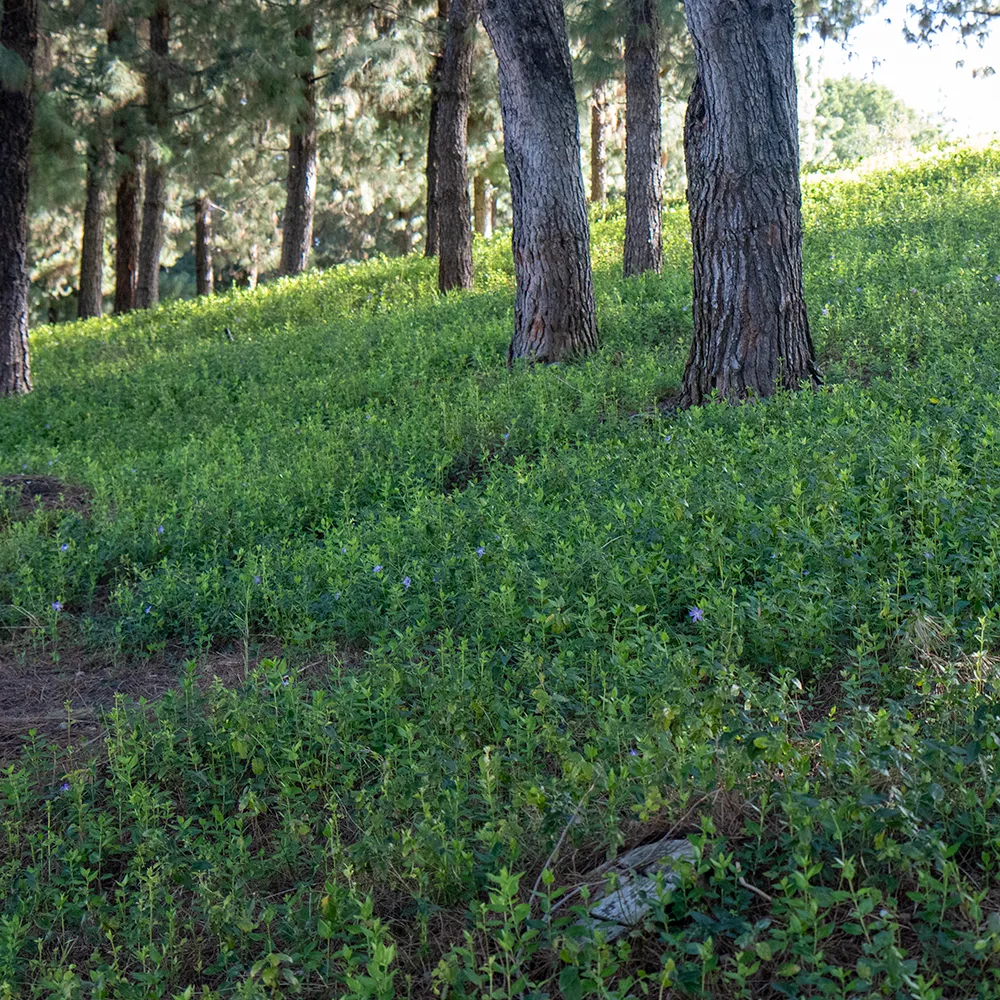 Greater Periwinkle - Vinca major