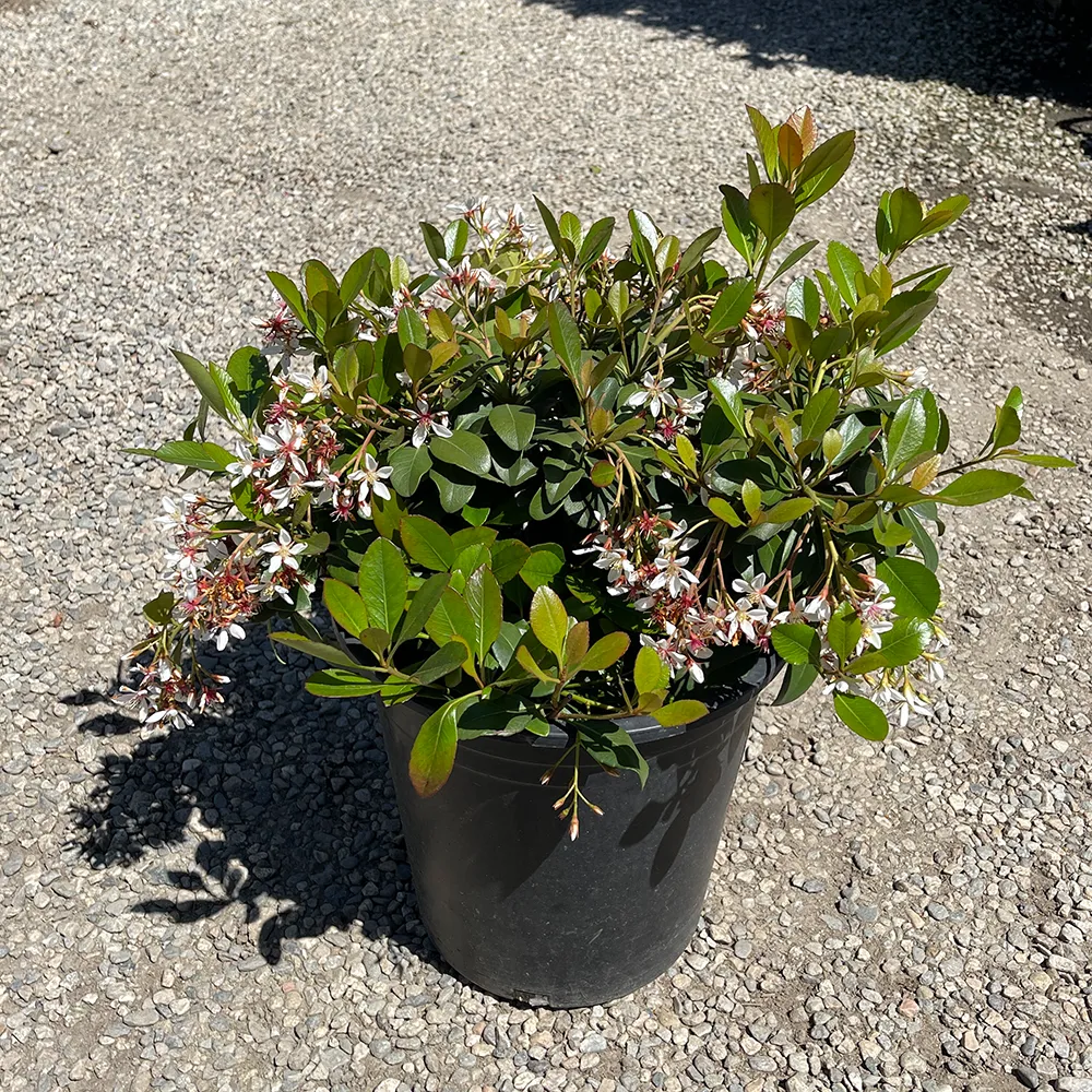 Rhaphiolepis clara Indian Hawthorn 1.webp