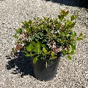 Rhaphiolepis clara Indian Hawthorn 1.webp