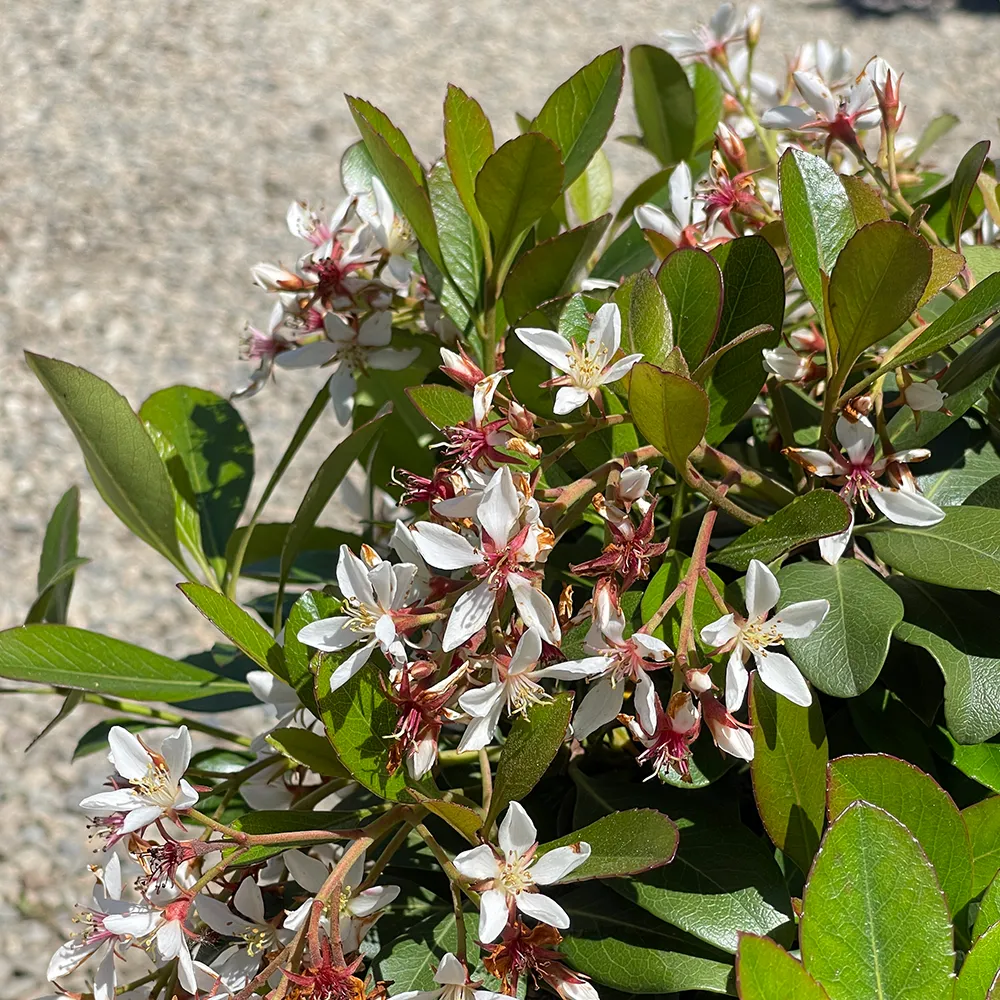 Indian Hawthorn cultivar - Rhaphiolepis 'Clara'