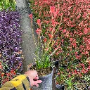 Anigozanthos Bush Ranger Kangaroo Paw 2.webp