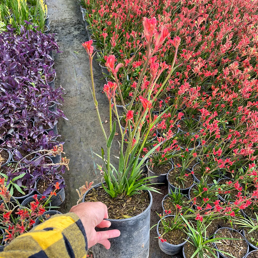Bush Ranger Kangaroo Paw - Anigozanthos flavidus 'Bush Ranger'