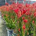 Anigozanthos Bush Ranger Kangaroo Paw.webp