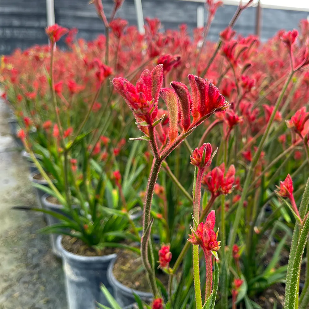 Bush Ranger Kangaroo Paw - Anigozanthos flavidus 'Bush Ranger'
