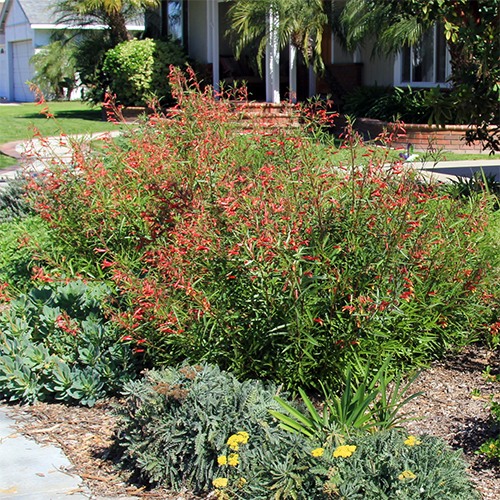 mexican-cardinal-lobelia-laxiflora