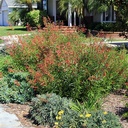 mexican-cardinal-lobelia-laxiflora