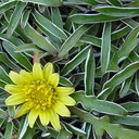 silver-carpet-dymondia-margaretae