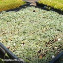 silver-carpet-dymondia-margaretae