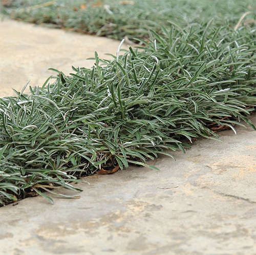 silver-carpet-dymondia-margaretae