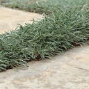 silver-carpet-dymondia-margaretae