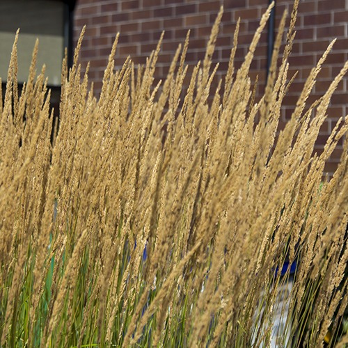 Feather Reed Grass - Calamagrostis x acutiflora 'Karl Foerster'