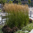 feather-reed-grass-calamagrostis-x-acutiflora-karl-foerster