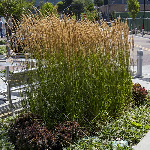 Feather Reed Grass - Calamagrostis x acutiflora 'Karl Foerster'