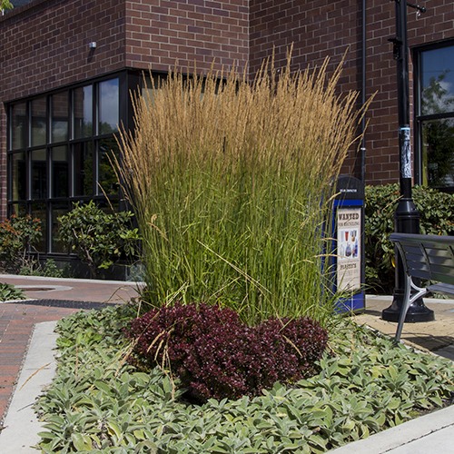 feather-reed-grass-calamagrostis-x-acutiflora-karl-foerster
