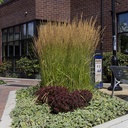 feather-reed-grass-calamagrostis-x-acutiflora-karl-foerster
