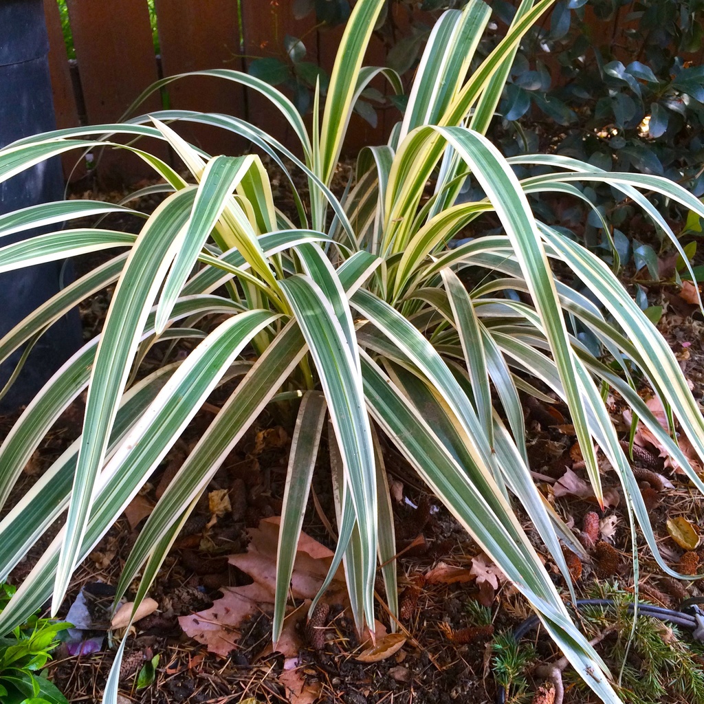 variegated-flax-lily-dianella-tasmanica-variegata
