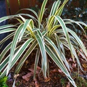 variegated-flax-lily-dianella-tasmanica-variegata