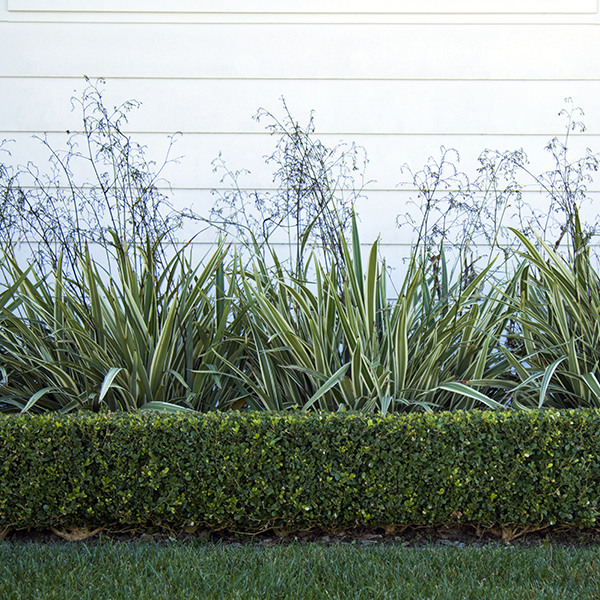 variegated-flax-lily-dianella-tasmanica-variegata
