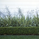 variegated-flax-lily-dianella-tasmanica-variegata