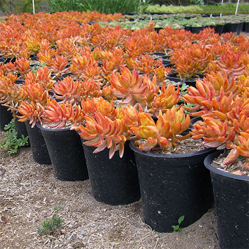 coppertone-sedum-sedum-nussbaumerianum-coppertone