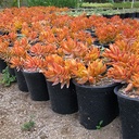 coppertone-sedum-sedum-nussbaumerianum-coppertone