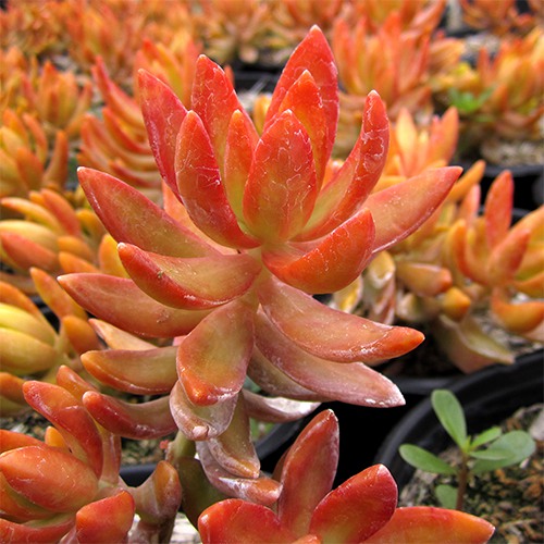 coppertone-sedum-sedum-nussbaumerianum-coppertone