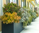 coppertone-sedum-sedum-nussbaumerianum-coppertone