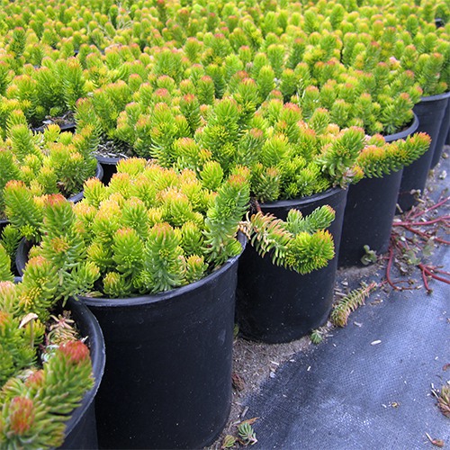 gold-sedum-sedum-rupestre-angelina