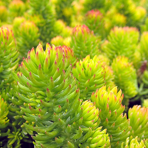 gold-sedum-sedum-rupestre-angelina
