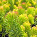 gold-sedum-sedum-rupestre-angelina
